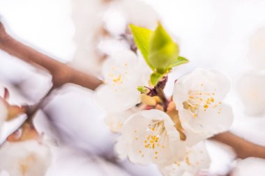 Bahar çiçek konsepti. Kayısı ağacının tam çiçeklenme. Soyut bulanık arka plan üzerinde güzel çiçek. Yumuşak seçici odakla yakın çekim.