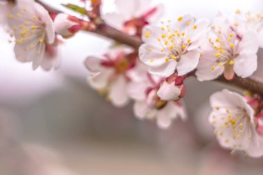 Bahar çiçek konsepti. Kayısı ağacının tam çiçeklenme. Soyut bulanık arka plan üzerinde güzel çiçek. Yumuşak seçici odakla yakın çekim.