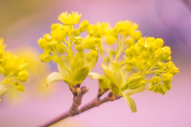Bulanık çiçek arkaplanı. Dolu çiçekler ve orman ağacının ilk yaprakları. Bahar, ziyafet, kutlama ve güzel çiçek dekorasyonu konsepti. Yumuşak seçici bir odak ile yakın çekim. Ayarlanmış