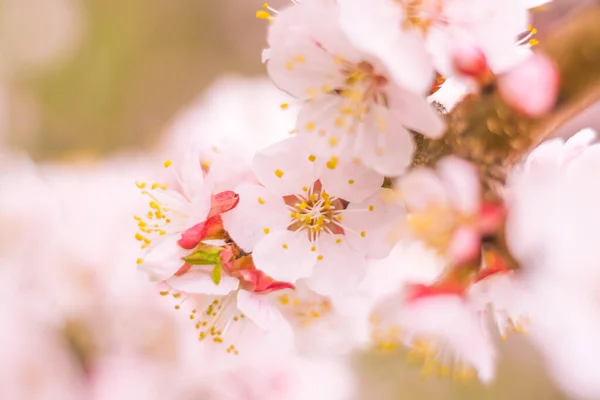 Abstrakt Suddig Blommig Bakgrund Full Blomning Och Första Löv Skogsträd — Stockfoto