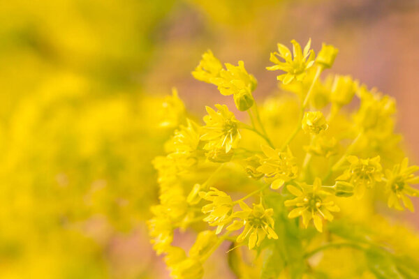 Abstract blurred floral background. Full blooming and first leafs of forest tree. Spring, feast, celebration and beautiful flower decoration concept. Closeup with soft selective focus. Toned