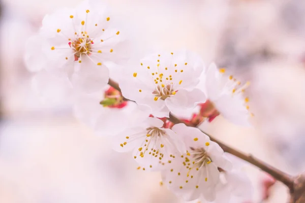 抽象的なぼやけた花の背景 満開と森の木の最初の葉 ごちそう お祝いや美しい花の装飾の概念 軟らかい選択的フォーカスを持つ閉鎖 — ストック写真