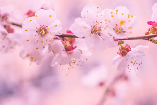 Abstrakt Suddig Blommig Bakgrund Full Blomning Och Första Löv Skogsträd — Stockfoto