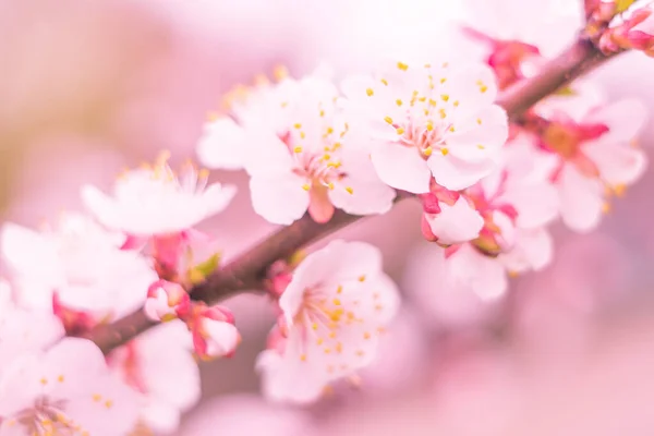 Abstract Blurred Floral Background Full Blooming First Leafs Forest Tree — Stock Photo, Image