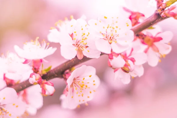 抽象的なぼやけた花の背景 満開と森の木の最初の葉 ごちそう お祝いや美しい花の装飾の概念 ソフト選択フォーカスで終了します トーン — ストック写真