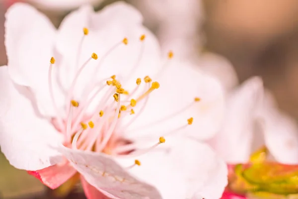 抽象的なぼやけた花の背景 満開と森の木の最初の葉 ごちそう お祝いや美しい花の装飾の概念 軟らかい選択的フォーカスを持つ閉鎖 — ストック写真