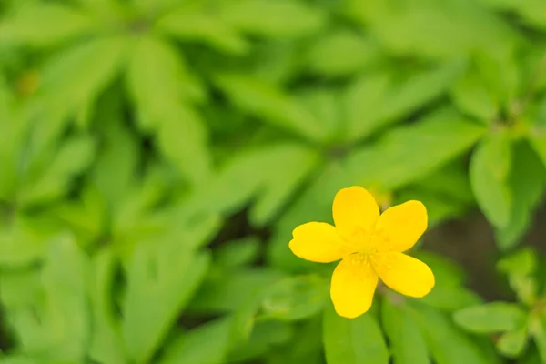 Abstrakte Verschwommene Florale Hintergrund Volle Blüte Und Erste Blätter Des — Stockfoto