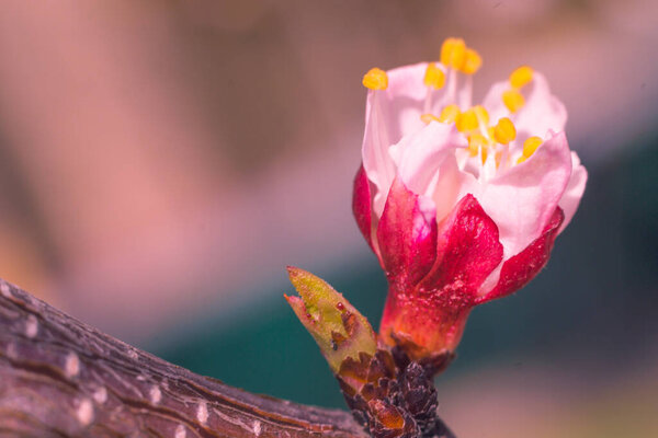 Abstract blurred floral background. Full blooming and first leafs of forest tree. Spring, feast, celebration and beautiful flower decoration concept. Closeup with soft selective focus. Toned