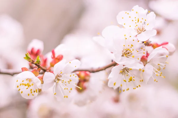 抽象的なぼやけた花の背景 満開と森の木の最初の葉 ごちそう お祝いや美しい花の装飾の概念 軟らかい選択的フォーカスを持つ閉鎖 — ストック写真