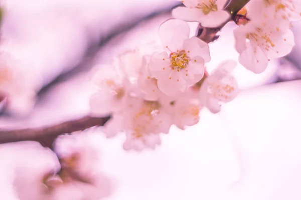 Abstracte Wazige Bloemenachtergrond Vol Bloei Eerste Bladeren Van Bosboom Lente — Stockfoto