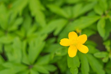 Bulanık çiçek arkaplanı. Dolu çiçekler ve orman ağacının ilk yaprakları. Bahar, ziyafet, kutlama ve güzel çiçek dekorasyonu konsepti. Yumuşak seçici odaklı yakın plan