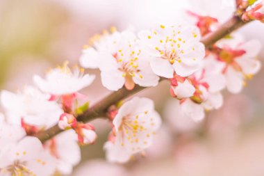 Bulanık çiçek arkaplanı. Dolu çiçekler ve orman ağacının ilk yaprakları. Bahar, ziyafet, kutlama ve güzel çiçek dekorasyonu konsepti. Yumuşak seçici odaklı yakın plan