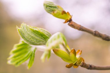 Bulanık çiçek arkaplanı. Dolu çiçekler ve orman ağacının ilk yaprakları. Bahar, ziyafet, kutlama ve güzel çiçek dekorasyonu konsepti. Yumuşak seçici odaklı yakın plan