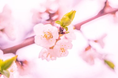 Bulanık çiçek arkaplanı. Dolu çiçekler ve orman ağacının ilk yaprakları. Bahar, ziyafet, kutlama ve güzel çiçek dekorasyonu konsepti. Yumuşak seçici bir odak ile yakın çekim. Ayarlanmış