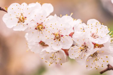 Bahar çiçek konsepti. Kayısı ağacının tam çiçeklenme. Soyut bulanık arka plan üzerinde güzel çiçek. Yumuşak seçici odakla yakın çekim.