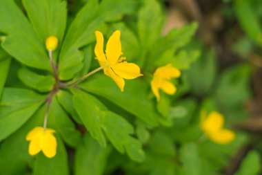 Bulanık çiçek arkaplanı. Dolu çiçekler ve orman ağacının ilk yaprakları. Bahar, ziyafet, kutlama ve güzel çiçek dekorasyonu konsepti. Yumuşak seçici odaklı yakın plan