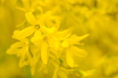 Bulanık çiçek arkaplanı. Dolu çiçekler ve orman ağacının ilk yaprakları. Bahar, ziyafet, kutlama ve güzel çiçek dekorasyonu konsepti. Yumuşak seçici odaklı yakın plan