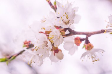 Bulanık çiçek arkaplanı. Dolu çiçekler ve orman ağacının ilk yaprakları. Bahar, ziyafet, kutlama ve güzel çiçek dekorasyonu konsepti. Yumuşak seçici odaklı yakın plan
