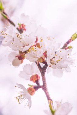 Bulanık çiçek arkaplanı. Dolu çiçekler ve orman ağacının ilk yaprakları. Bahar, ziyafet, kutlama ve güzel çiçek dekorasyonu konsepti. Yumuşak seçici odaklı yakın plan