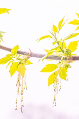 Bulanık çiçek arkaplanı. Dolu çiçekler ve orman ağacının ilk yaprakları. Bahar, ziyafet, kutlama ve güzel çiçek dekorasyonu konsepti. Yumuşak seçici odaklı yakın plan