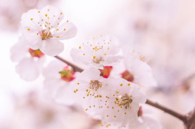 Bulanık çiçek arkaplanı. Dolu çiçekler ve orman ağacının ilk yaprakları. Bahar, ziyafet, kutlama ve güzel çiçek dekorasyonu konsepti. Yumuşak seçici odaklı yakın plan