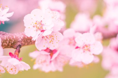 Bulanık çiçek arkaplanı. Dolu çiçekler ve orman ağacının ilk yaprakları. Bahar, ziyafet, kutlama ve güzel çiçek dekorasyonu konsepti. Yumuşak seçici bir odak ile yakın çekim. Ayarlanmış