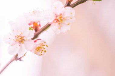 Bulanık çiçek arkaplanı. Dolu çiçekler ve orman ağacının ilk yaprakları. Bahar, ziyafet, kutlama ve güzel çiçek dekorasyonu konsepti. Yumuşak seçici odaklı yakın plan