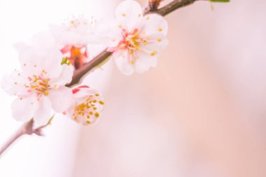 Bulanık çiçek arkaplanı. Dolu çiçekler ve orman ağacının ilk yaprakları. Bahar, ziyafet, kutlama ve güzel çiçek dekorasyonu konsepti. Yumuşak seçici odaklı yakın plan