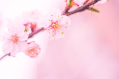 Bulanık çiçek arkaplanı. Dolu çiçekler ve orman ağacının ilk yaprakları. Bahar, ziyafet, kutlama ve güzel çiçek dekorasyonu konsepti. Yumuşak seçici bir odak ile yakın çekim. Ayarlanmış