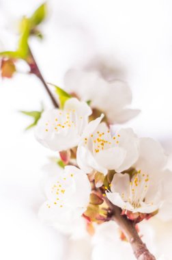 Bahar çiçek konsepti. Kayısı ağacının tam çiçeklenme. Soyut bulanık arka plan üzerinde güzel çiçek. Yumuşak seçici odakla yakın çekim.