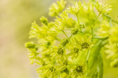 Bahar çiçeği konsepti. Dolu çiçekler ve orman ağacının ilk yaprakları. Soyut, bulanık bir arkaplanda güzel bir çiçek. Yumuşak seçici odaklı yakın plan.