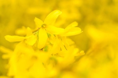 Bulanık çiçek arkaplanı. Dolu çiçekler ve orman ağacının ilk yaprakları. Bahar, ziyafet, kutlama ve güzel çiçek dekorasyonu konsepti. Yumuşak seçici odaklı yakın plan