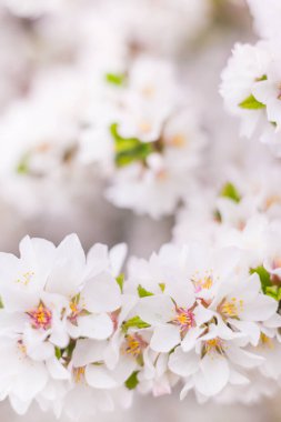 Bahar çiçeği konsepti. Nanking kiraz ağacı tomurcuklanıyor. Soyut, bulanık bir arkaplanda güzel bir çiçek. Yumuşak seçici odaklı yakın plan.