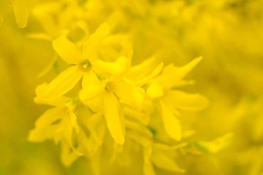 Bulanık çiçek arkaplanı. Dolu çiçekler ve orman ağacının ilk yaprakları. Bahar, ziyafet, kutlama ve güzel çiçek dekorasyonu konsepti. Yumuşak seçici odaklı yakın plan
