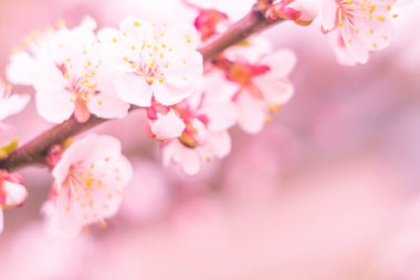 Bulanık çiçek arkaplanı. Dolu çiçekler ve orman ağacının ilk yaprakları. Bahar, ziyafet, kutlama ve güzel çiçek dekorasyonu konsepti. Yumuşak seçici bir odak ile yakın çekim. Ayarlanmış