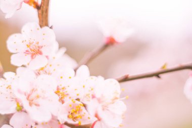 Bulanık çiçek arkaplanı. Dolu çiçekler ve orman ağacının ilk yaprakları. Bahar, ziyafet, kutlama ve güzel çiçek dekorasyonu konsepti. Yumuşak seçici odaklı yakın plan