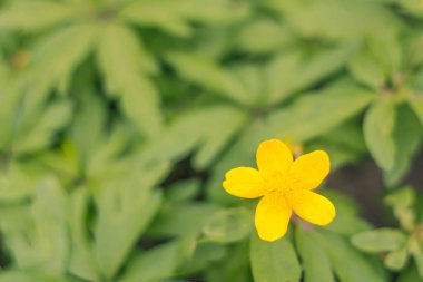 Bulanık çiçek arkaplanı. Dolu çiçekler ve orman ağacının ilk yaprakları. Bahar, ziyafet, kutlama ve güzel çiçek dekorasyonu konsepti. Yumuşak seçici bir odak ile yakın çekim. Ayarlanmış