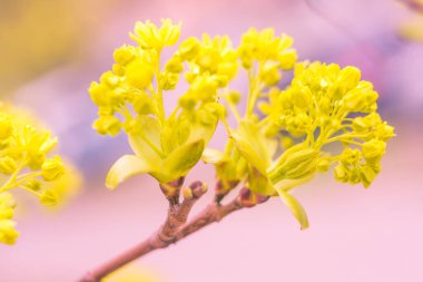Bulanık çiçek arkaplanı. Dolu çiçekler ve orman ağacının ilk yaprakları. Bahar, ziyafet, kutlama ve güzel çiçek dekorasyonu konsepti. Yumuşak seçici bir odak ile yakın çekim. Ayarlanmış