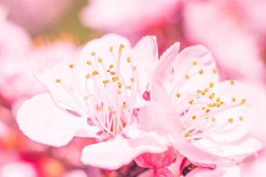 Bulanık çiçek arkaplanı. Dolu çiçekler ve orman ağacının ilk yaprakları. Bahar, ziyafet, kutlama ve güzel çiçek dekorasyonu konsepti. Yumuşak seçici bir odak ile yakın çekim. Ayarlanmış