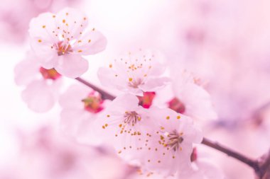 Bulanık çiçek arkaplanı. Dolu çiçekler ve orman ağacının ilk yaprakları. Bahar, ziyafet, kutlama ve güzel çiçek dekorasyonu konsepti. Yumuşak seçici bir odak ile yakın çekim. Ayarlanmış