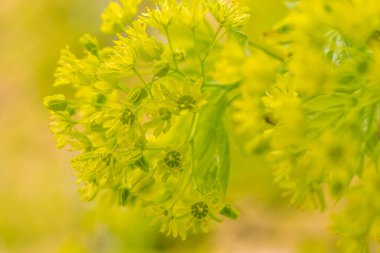 Bulanık çiçek arkaplanı. Dolu çiçekler ve orman ağacının ilk yaprakları. Bahar, ziyafet, kutlama ve güzel çiçek dekorasyonu konsepti. Yumuşak seçici odaklı yakın plan