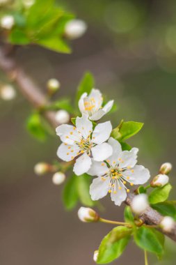 Bahar çiçeği konsepti. Orman kiraz eriği ağacıyla dolu. Soyut, bulanık bir arkaplanda güzel bir çiçek. Yumuşak seçici odaklı yakın plan.