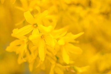 Bulanık çiçek arkaplanı. Dolu çiçekler ve orman ağacının ilk yaprakları. Bahar, ziyafet, kutlama ve güzel çiçek dekorasyonu konsepti. Yumuşak seçici bir odak ile yakın çekim. Ayarlanmış