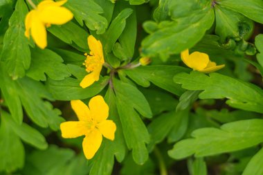 Bulanık çiçek arkaplanı. Dolu çiçekler ve orman ağacının ilk yaprakları. Bahar, ziyafet, kutlama ve güzel çiçek dekorasyonu konsepti. Yumuşak seçici odaklı yakın plan