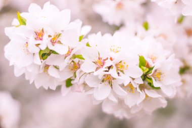 Bulanık çiçek arkaplanı. Dolu çiçekler ve orman ağacının ilk yaprakları. Bahar, ziyafet, kutlama ve güzel çiçek dekorasyonu konsepti. Yumuşak seçici odaklı yakın plan