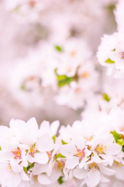 Bulanık çiçek arkaplanı. Dolu çiçekler ve orman ağacının ilk yaprakları. Bahar, ziyafet, kutlama ve güzel çiçek dekorasyonu konsepti. Yumuşak seçici odaklı yakın plan