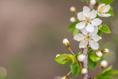 Bahar çiçeği konsepti. Orman kiraz eriği ağacıyla dolu. Soyut, bulanık bir arkaplanda güzel bir çiçek. Yumuşak seçici odaklı yakın plan.