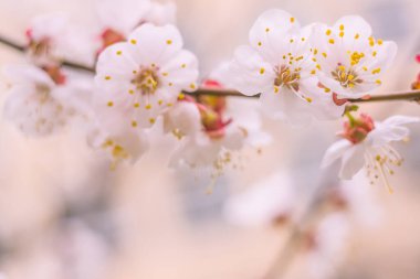 Bulanık çiçek arkaplanı. Dolu çiçekler ve orman ağacının ilk yaprakları. Bahar, ziyafet, kutlama ve güzel çiçek dekorasyonu konsepti. Yumuşak seçici odaklı yakın plan