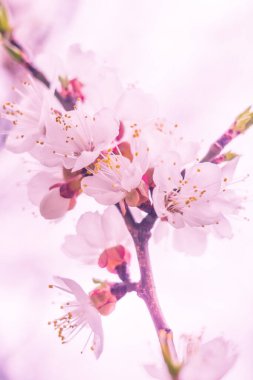 Bulanık çiçek arkaplanı. Dolu çiçekler ve orman ağacının ilk yaprakları. Bahar, ziyafet, kutlama ve güzel çiçek dekorasyonu konsepti. Yumuşak seçici bir odak ile yakın çekim. Ayarlanmış