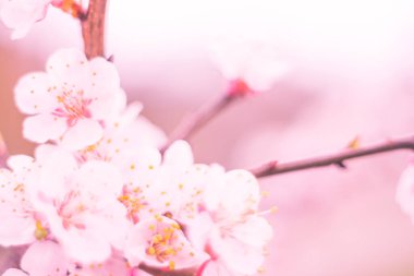 Bulanık çiçek arkaplanı. Dolu çiçekler ve orman ağacının ilk yaprakları. Bahar, ziyafet, kutlama ve güzel çiçek dekorasyonu konsepti. Yumuşak seçici bir odak ile yakın çekim. Ayarlanmış